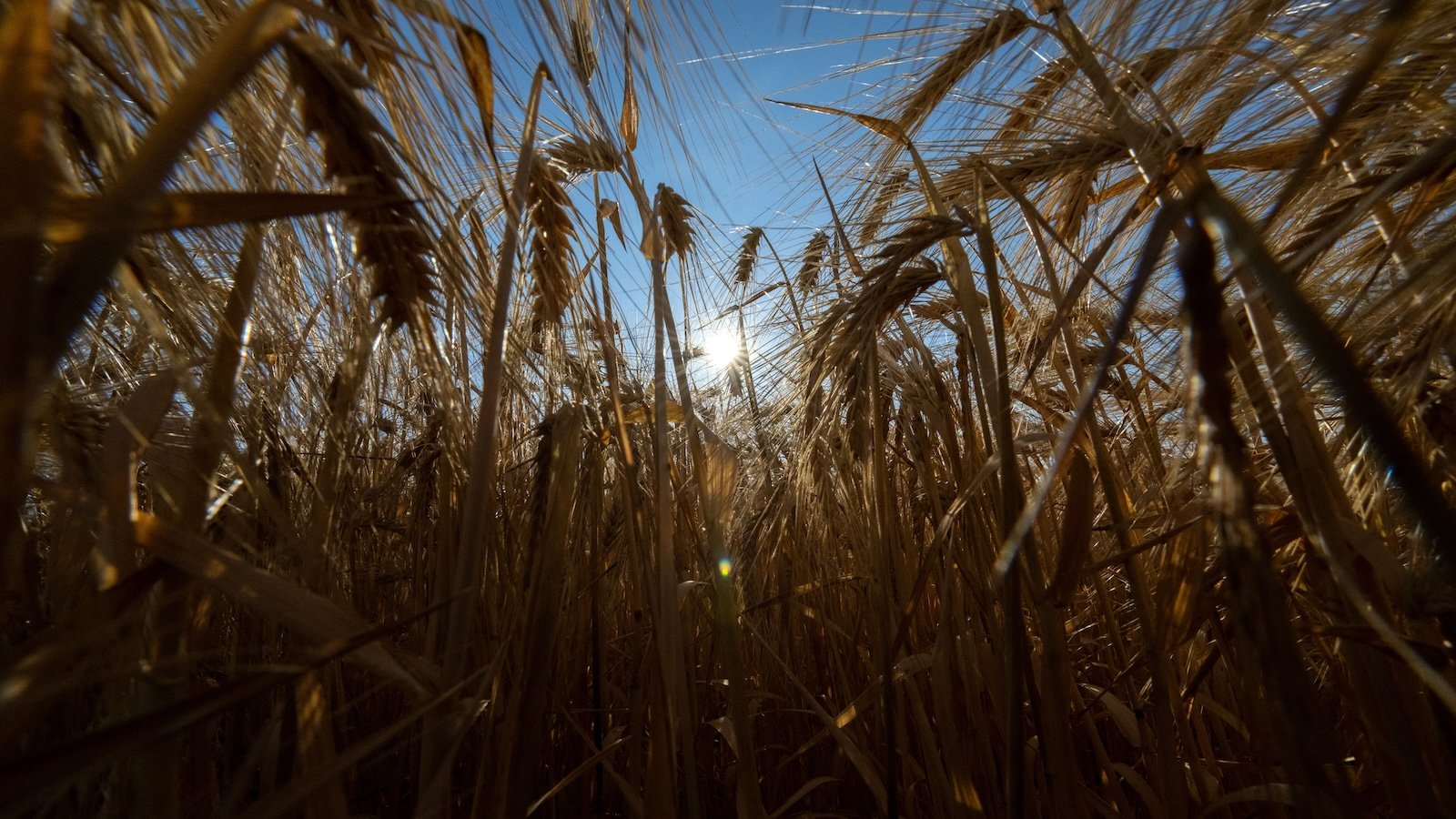 USDA Food Price Outlook 2026: Food Costs Predicted to Rise 3.6% with Restaurant Prices Leading Increase